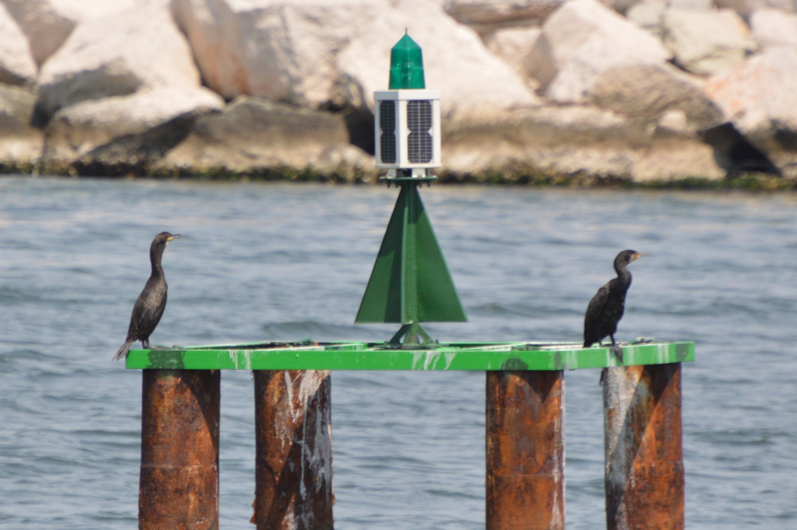 Greater Cormorant