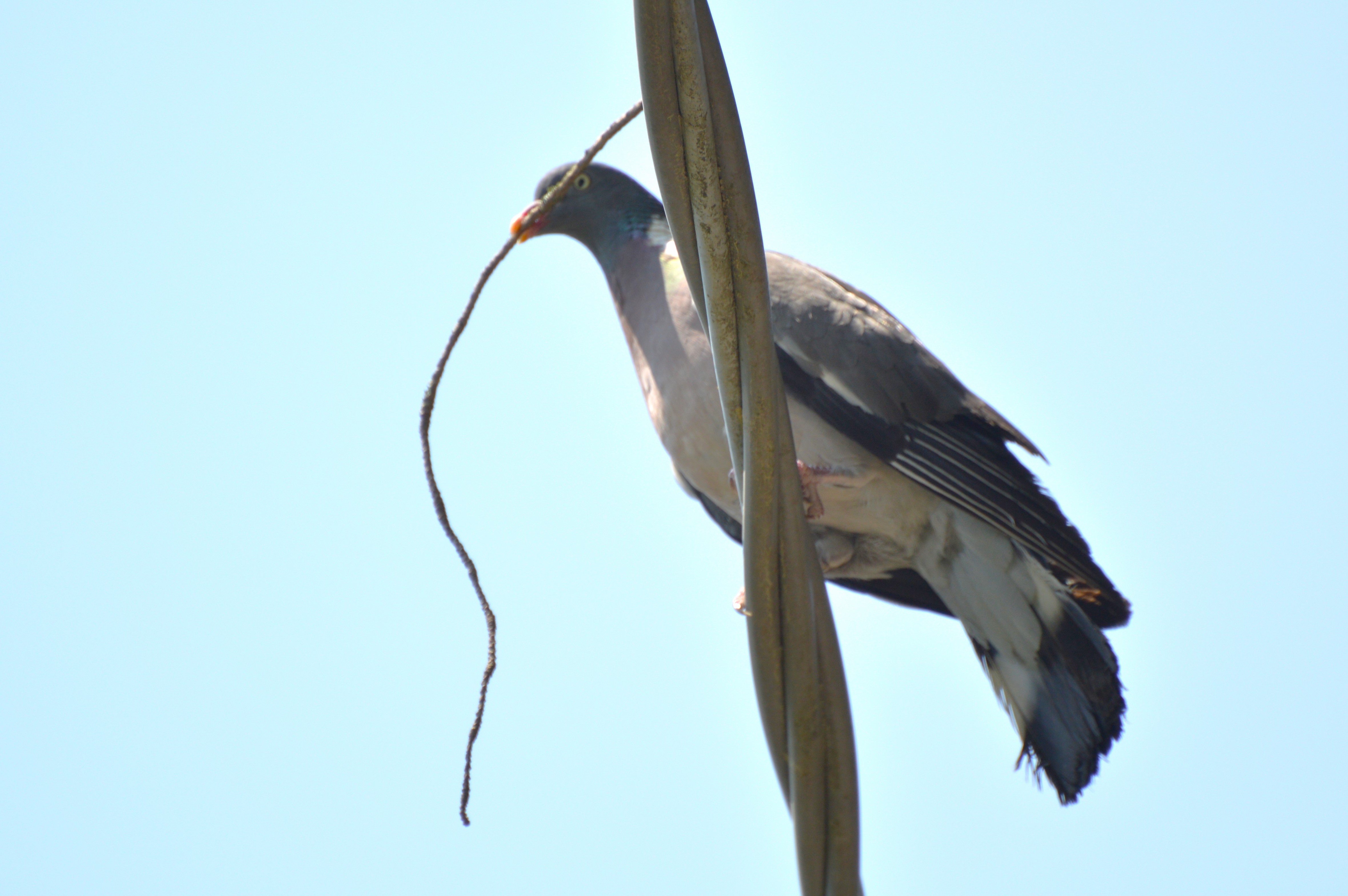 Wood Pigeon